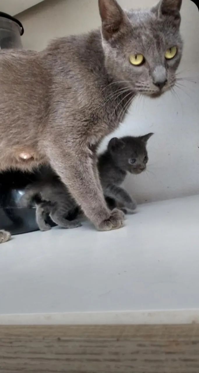 Vendo gatinhos Russian Blue hipoalergênicos. 
