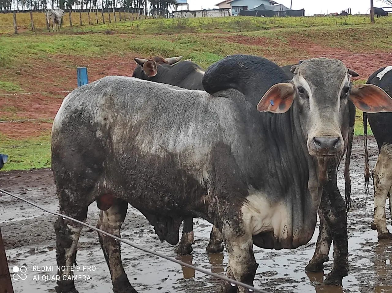 Arrenda confinamento para 800 cabeças - Foto 4