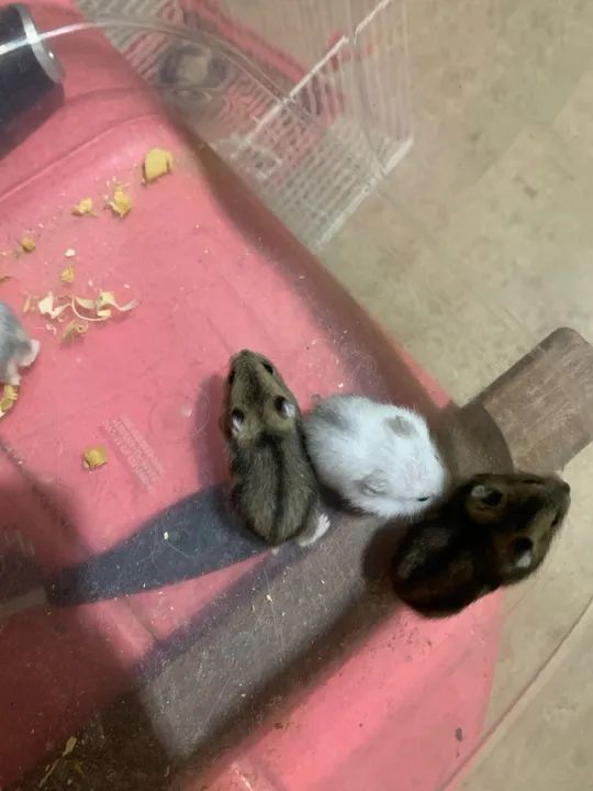 Venda Hamister russo filhote manso 