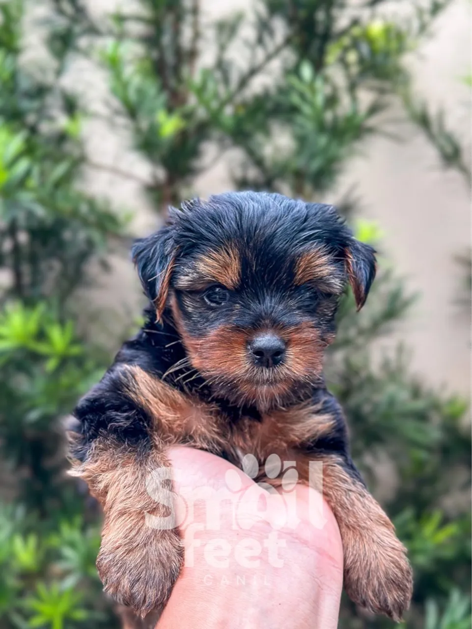 Filhote de Yorkshire Terrier - 10x s/ juros