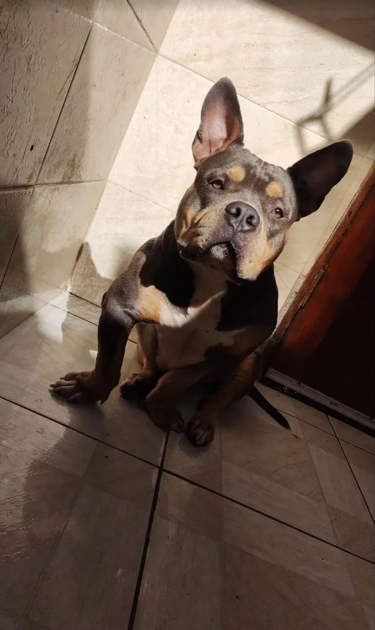 American Bully dócil para adoção - Foto 4