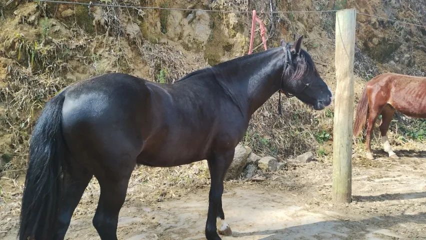 Cavalo crioulo com documento  - Foto 2