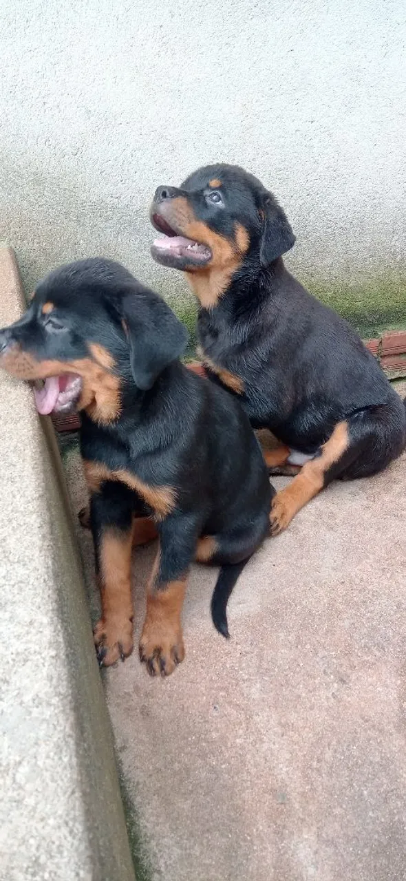 filhotes Rottweiler