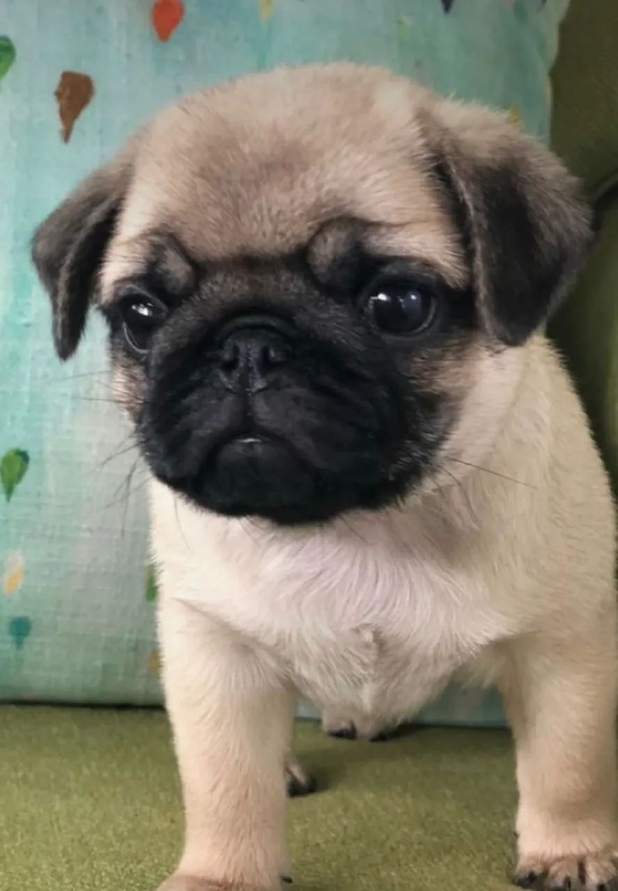   Porte Pequeno ótimo para Apartamento, Filhote de Pug entrega imediata  - Foto 4