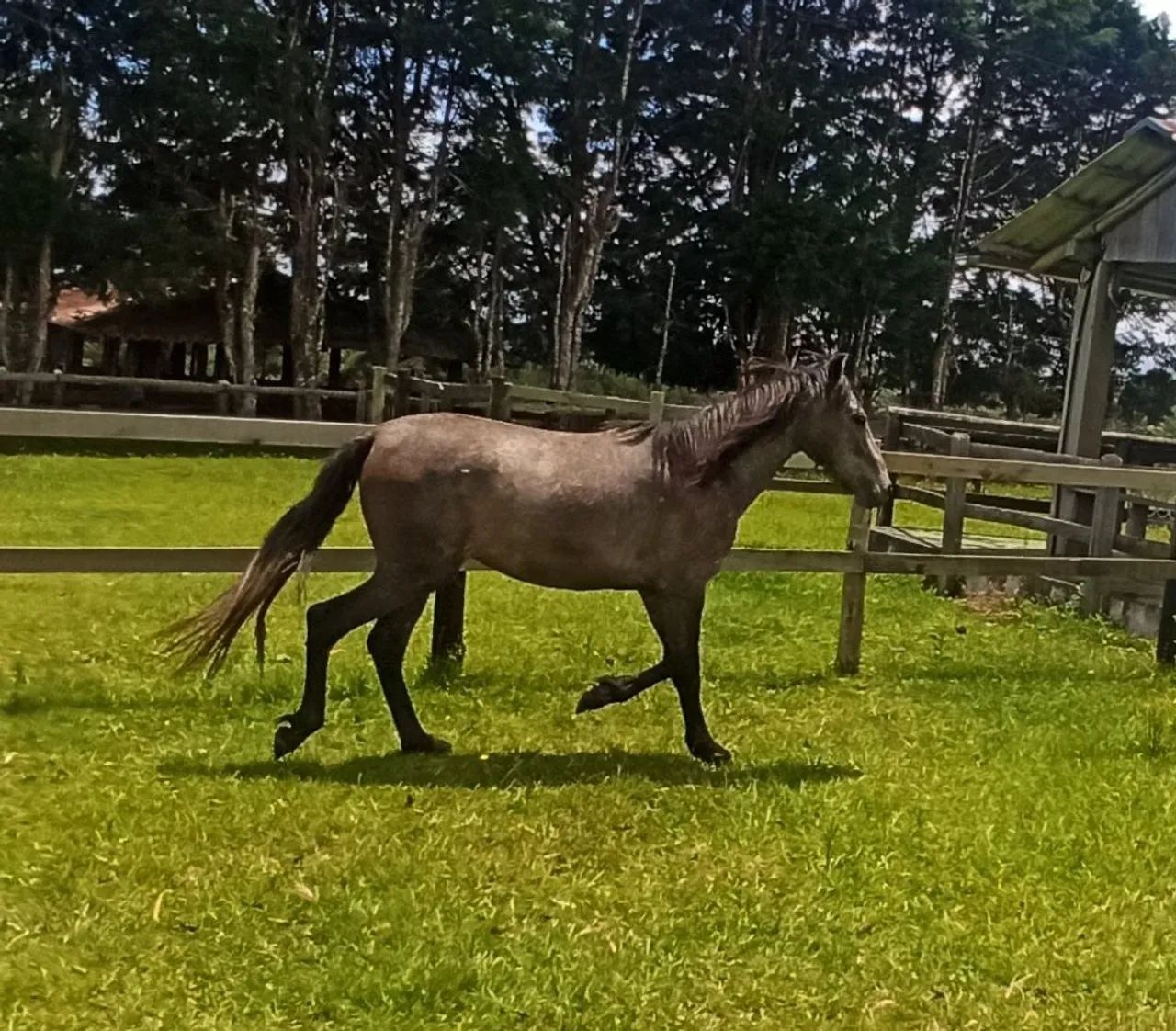 Cavalo Mangalarga Marchador - Foto 6