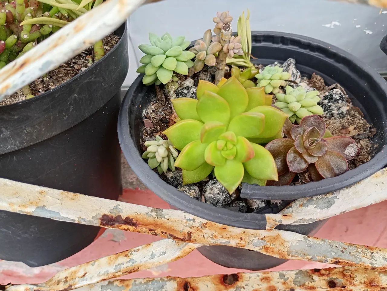 Suculentas e cactos 64167770530306122