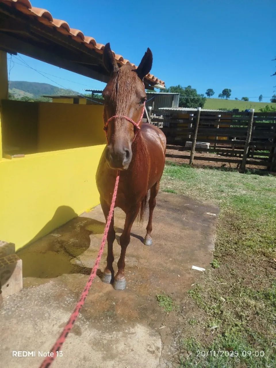 Cavalo - Foto 2