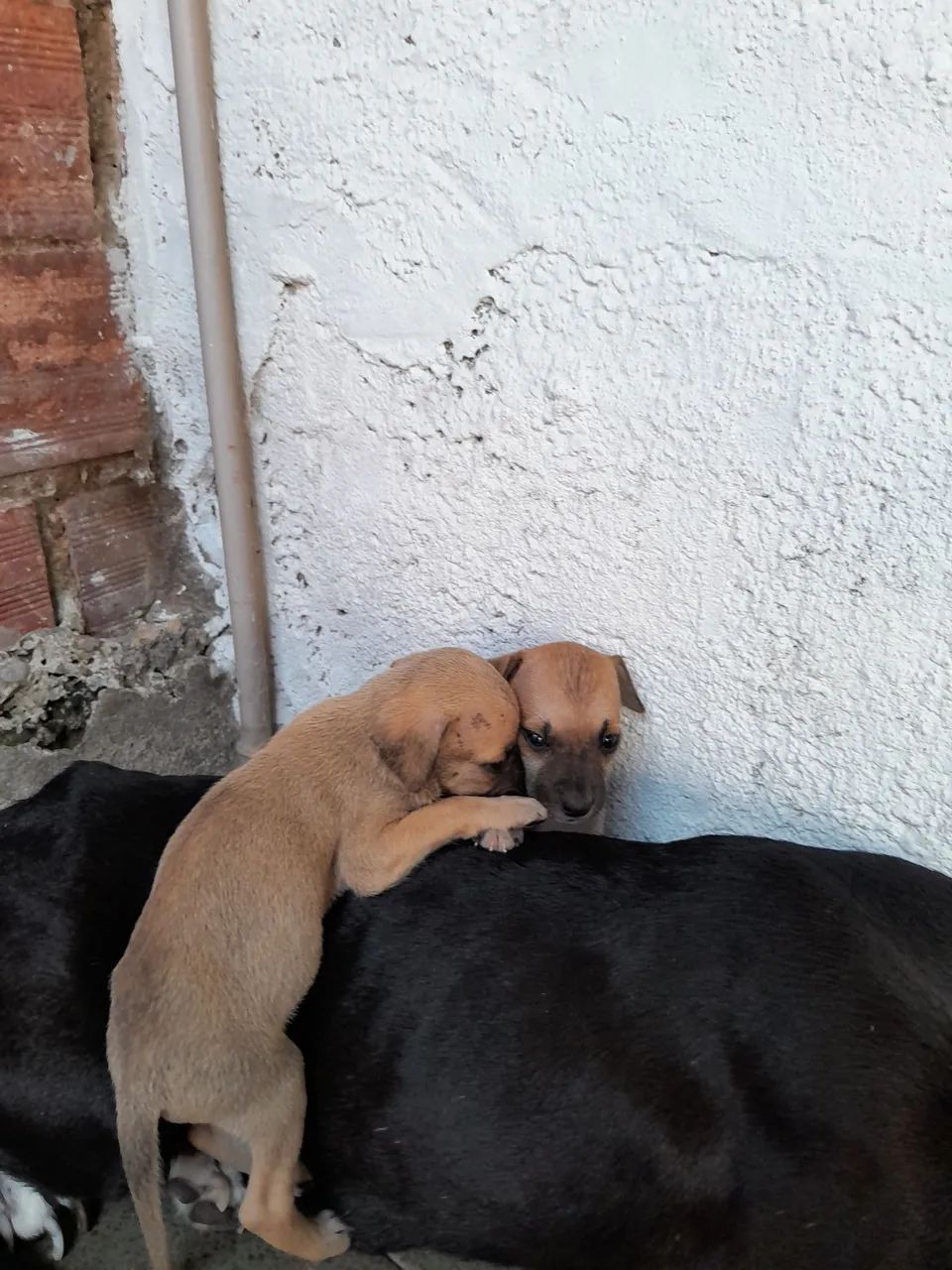 Lindos filhotes de cães para adoção - Foto 2