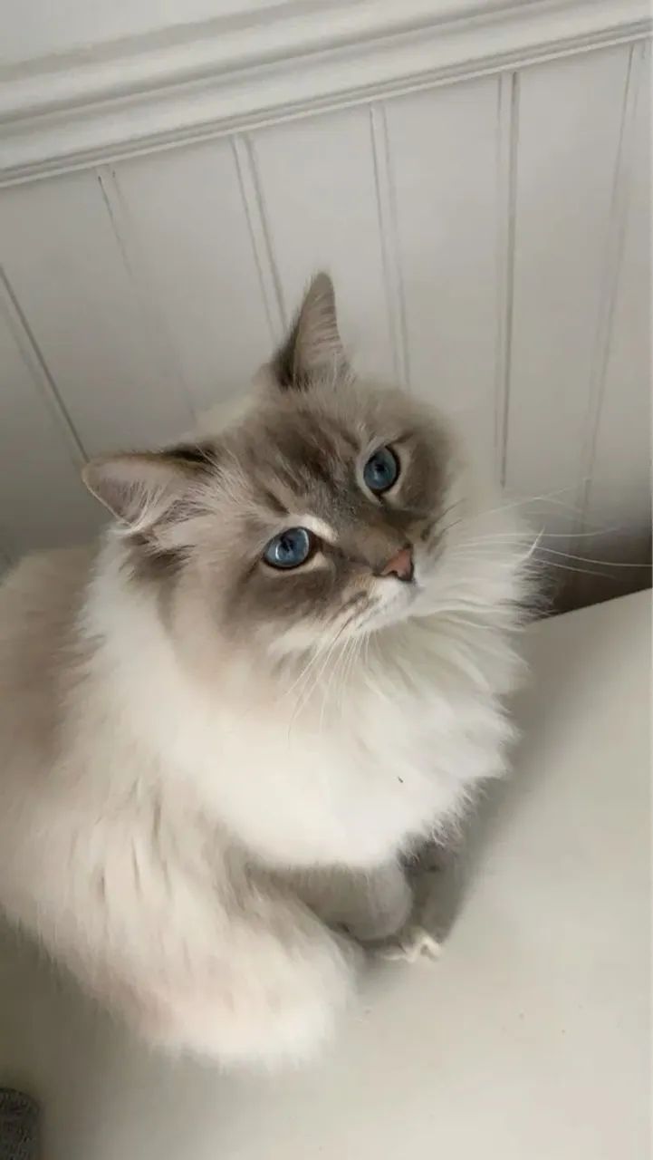 Gatinho Ragdoll - Ideal para Famílias e Crianças! - Foto 3