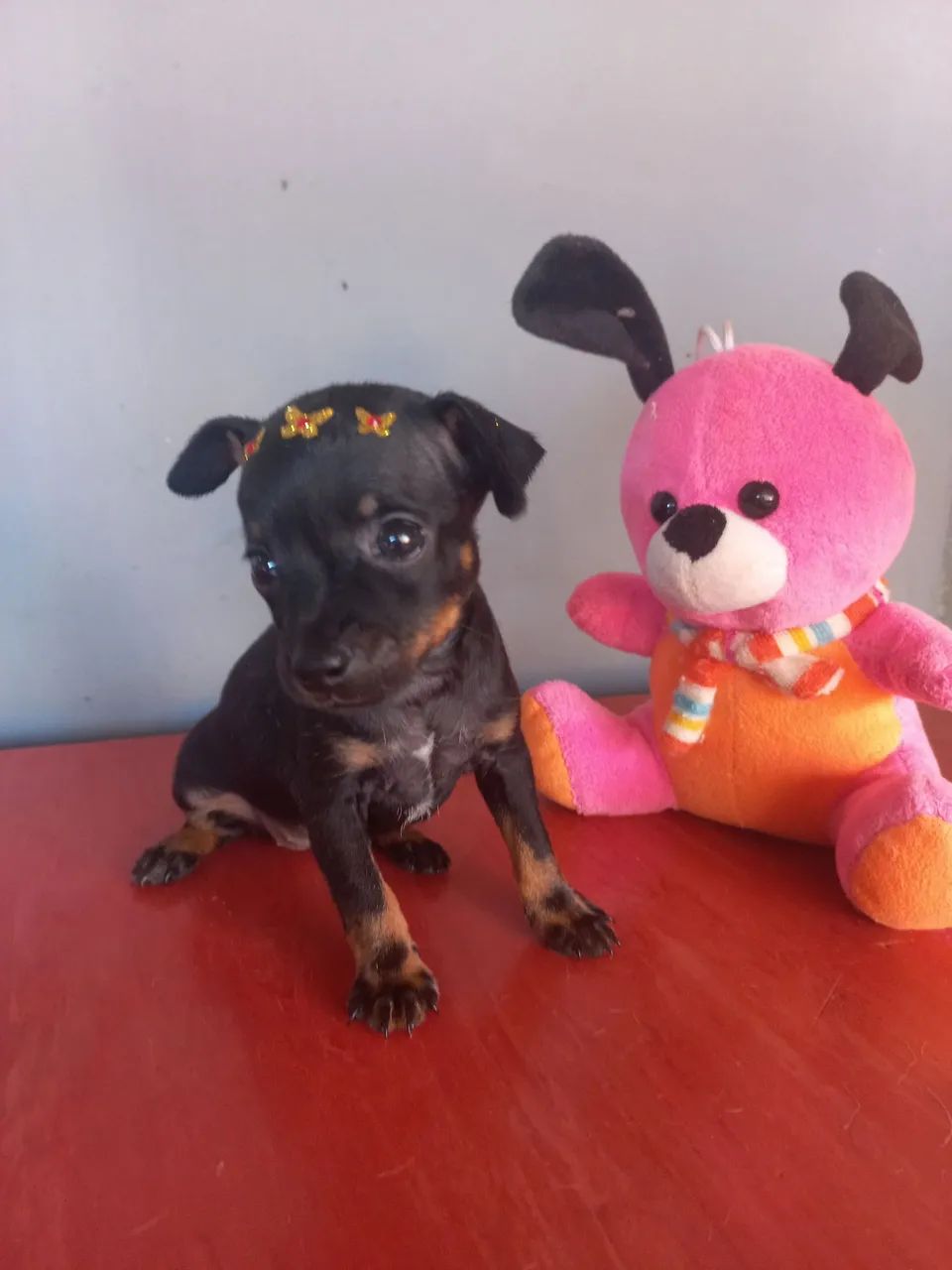 Filhote de Pinscher disponível! - Foto 3