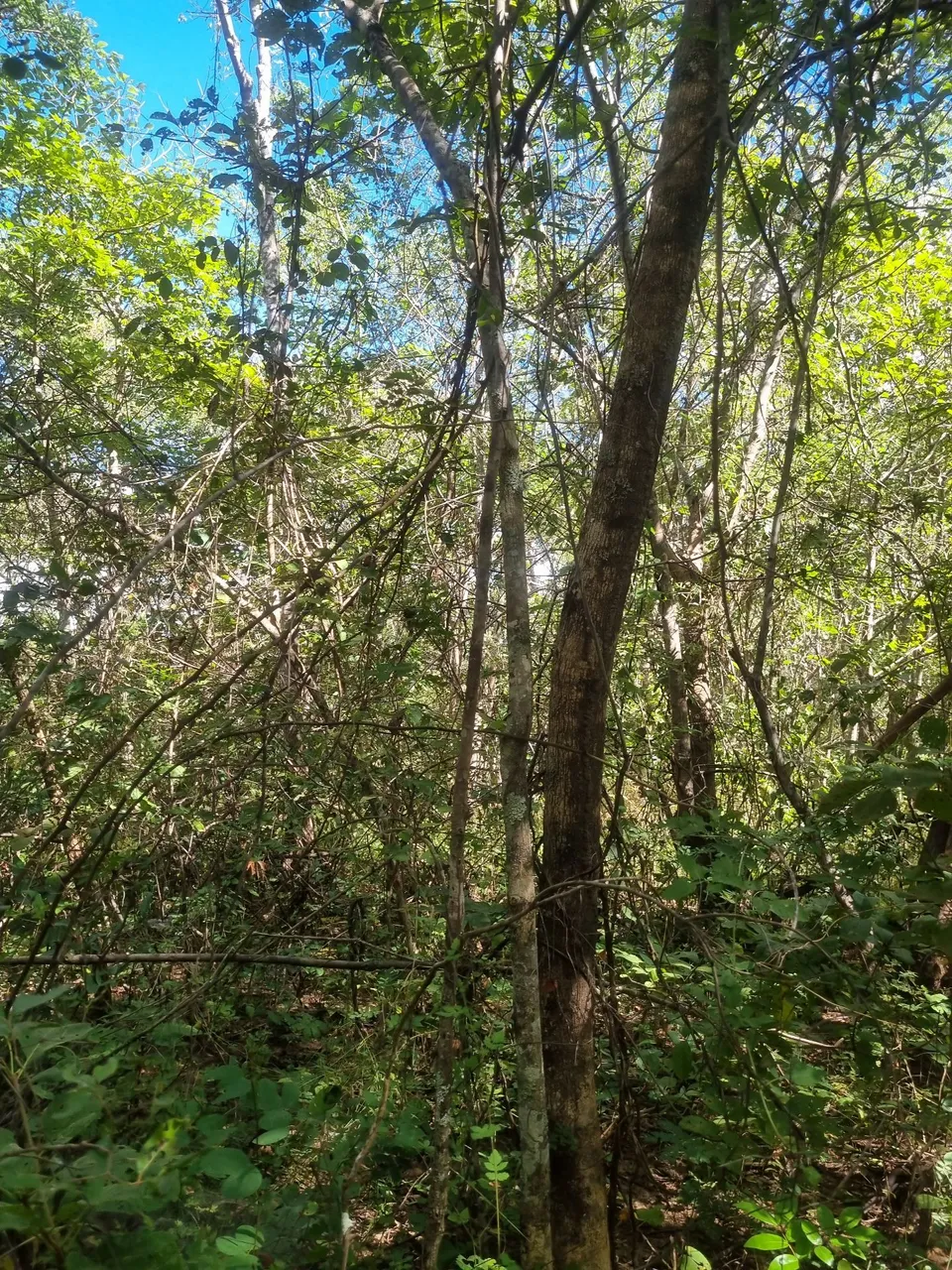 Fazenda 40 hectares valor 230.000