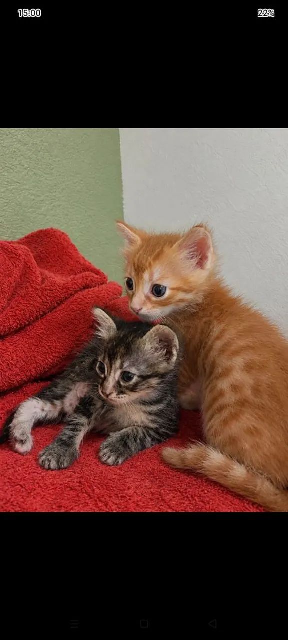 Gatinhos para adoção  - Foto 5