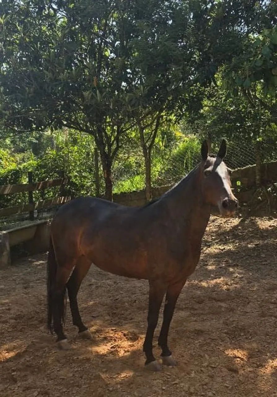 ÉGUA DE CHARRETE  - Foto 2