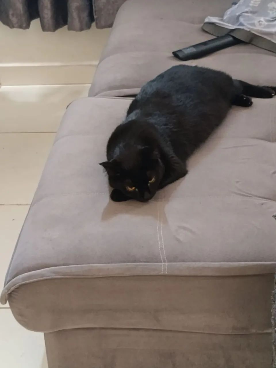 Doa-se 2 gatinhos - Foto 2