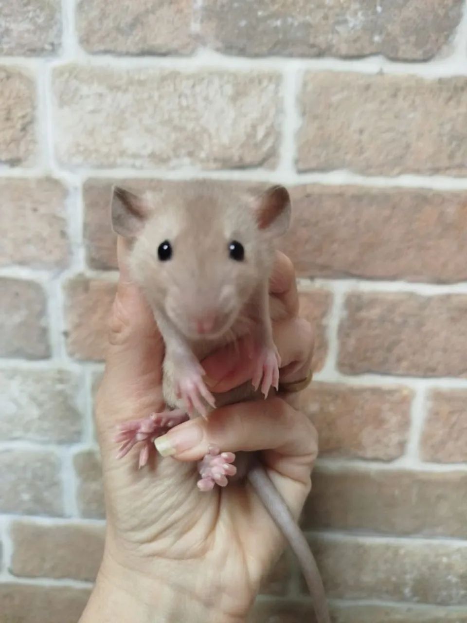 Ratos Twister  - Foto 5
