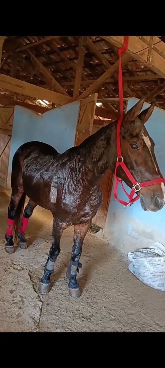 Cavalo trotador 
