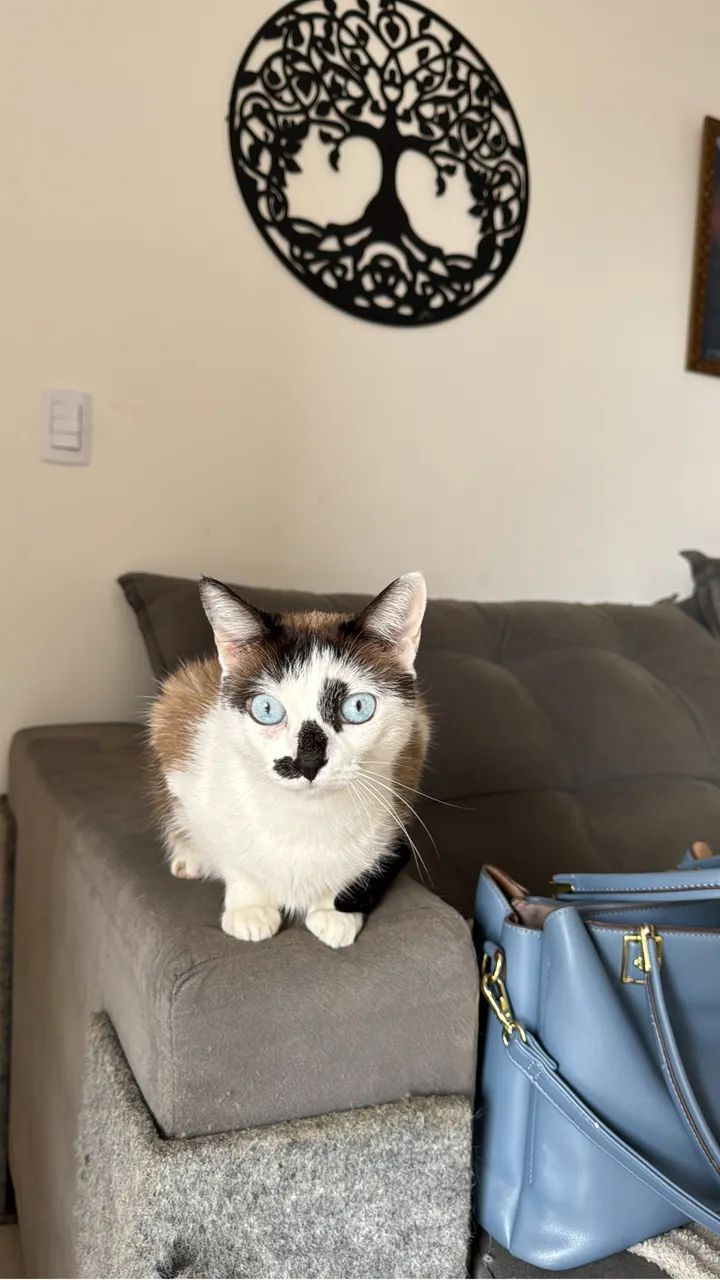 Gatinha  - Foto 2