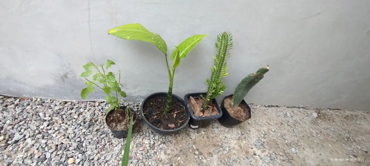 Kit com várias plantas. 