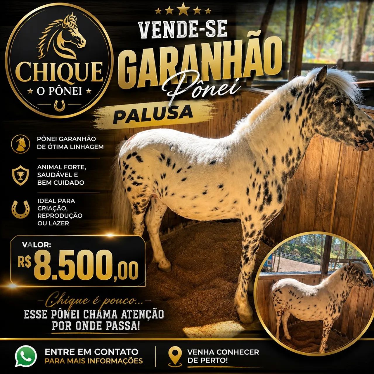 Vendo Pônei Garanhao  - Foto 2