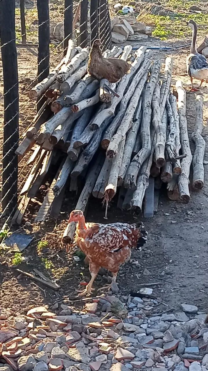 Vendo ripas, caibos e 3.000 telhas antigas  - Foto 2