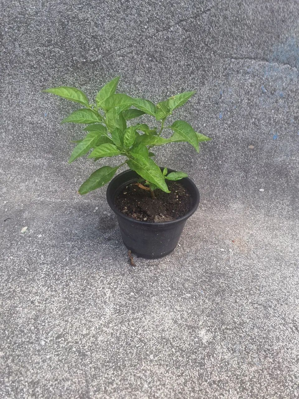 Muda Pimenta Malagueta - Foto 3
