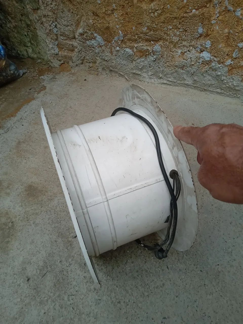 Exastor ventisilva  - Foto 3