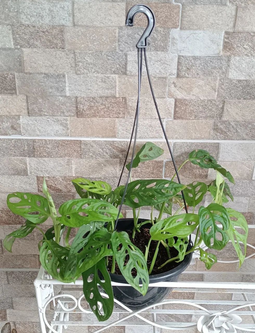 PLANTA MONSTERA ADANSONII - Foto 2