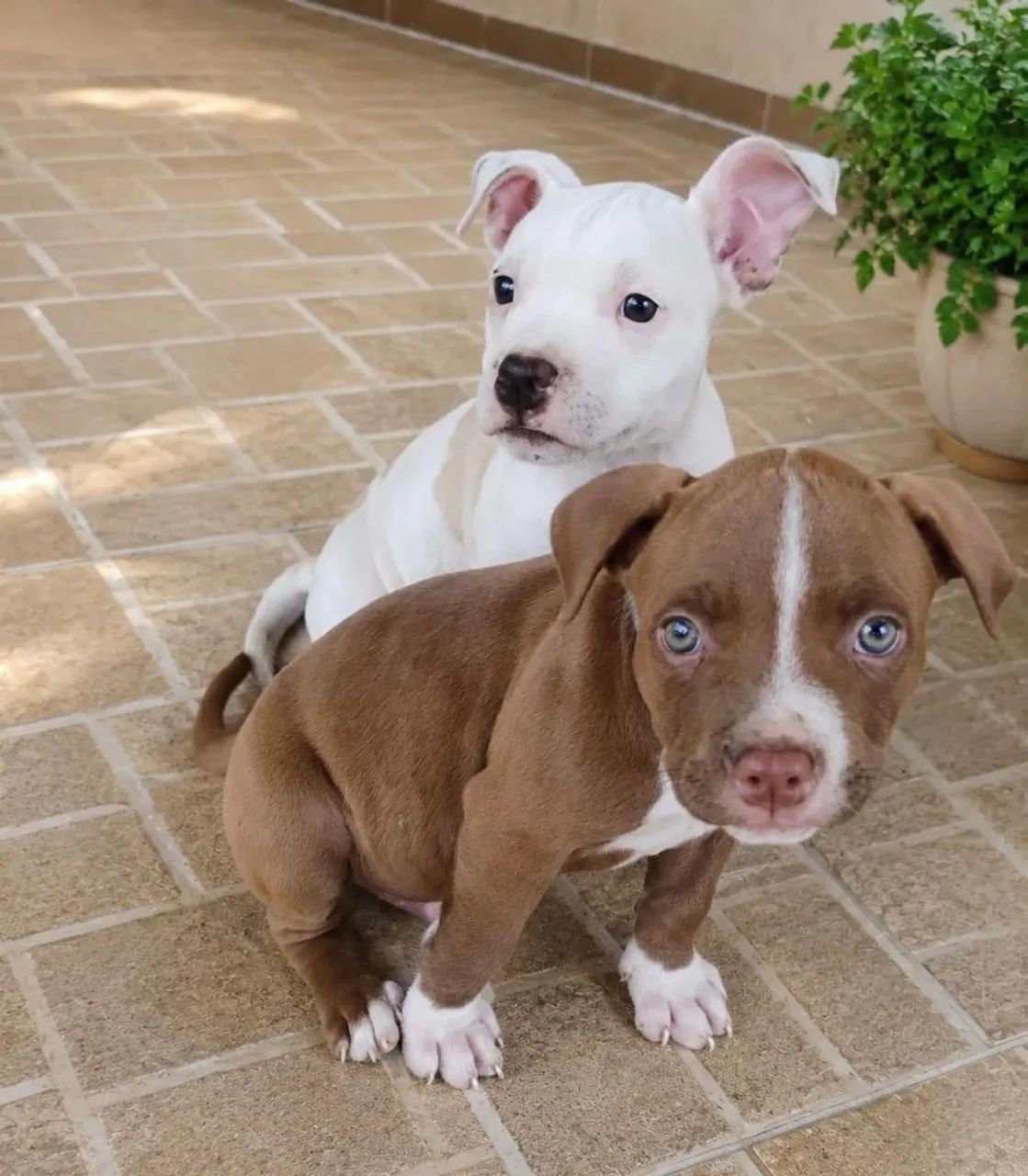 Filhote de Pitbull puro