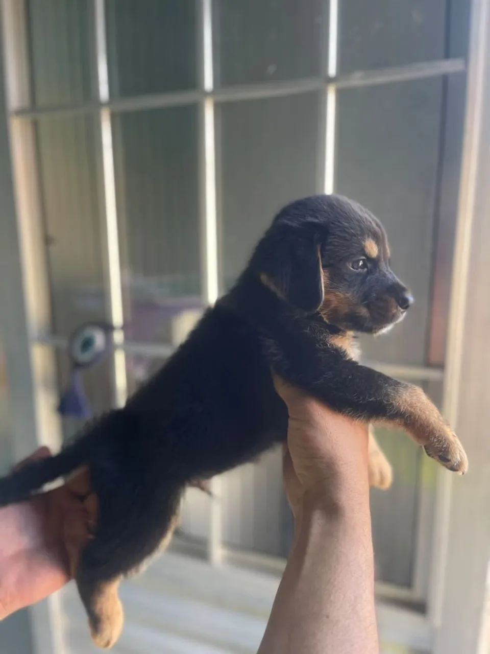 Rottweiler macho  - Foto 2