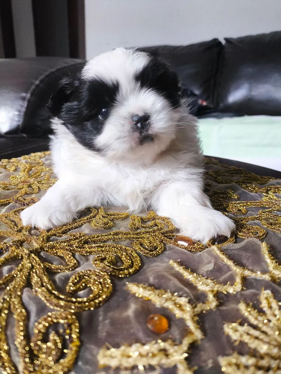 Shih-tzu macho  - Foto 2