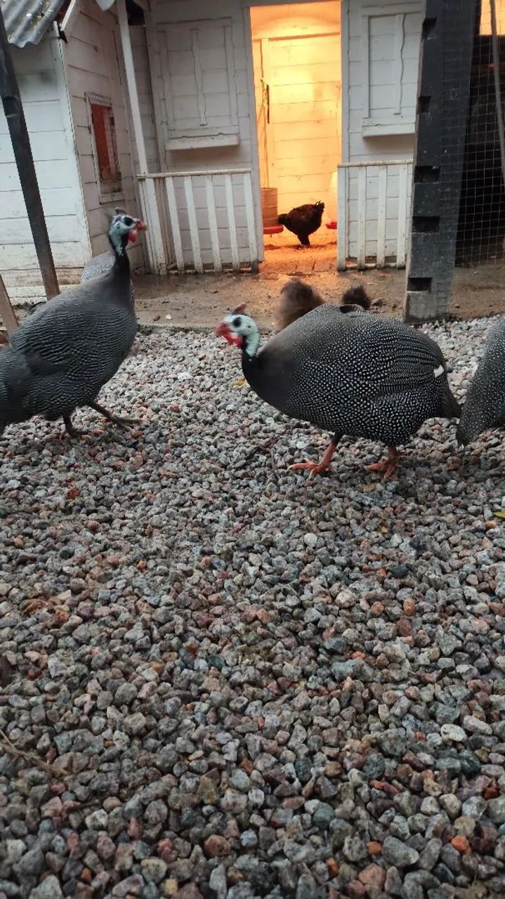 Galinha Angolistas 