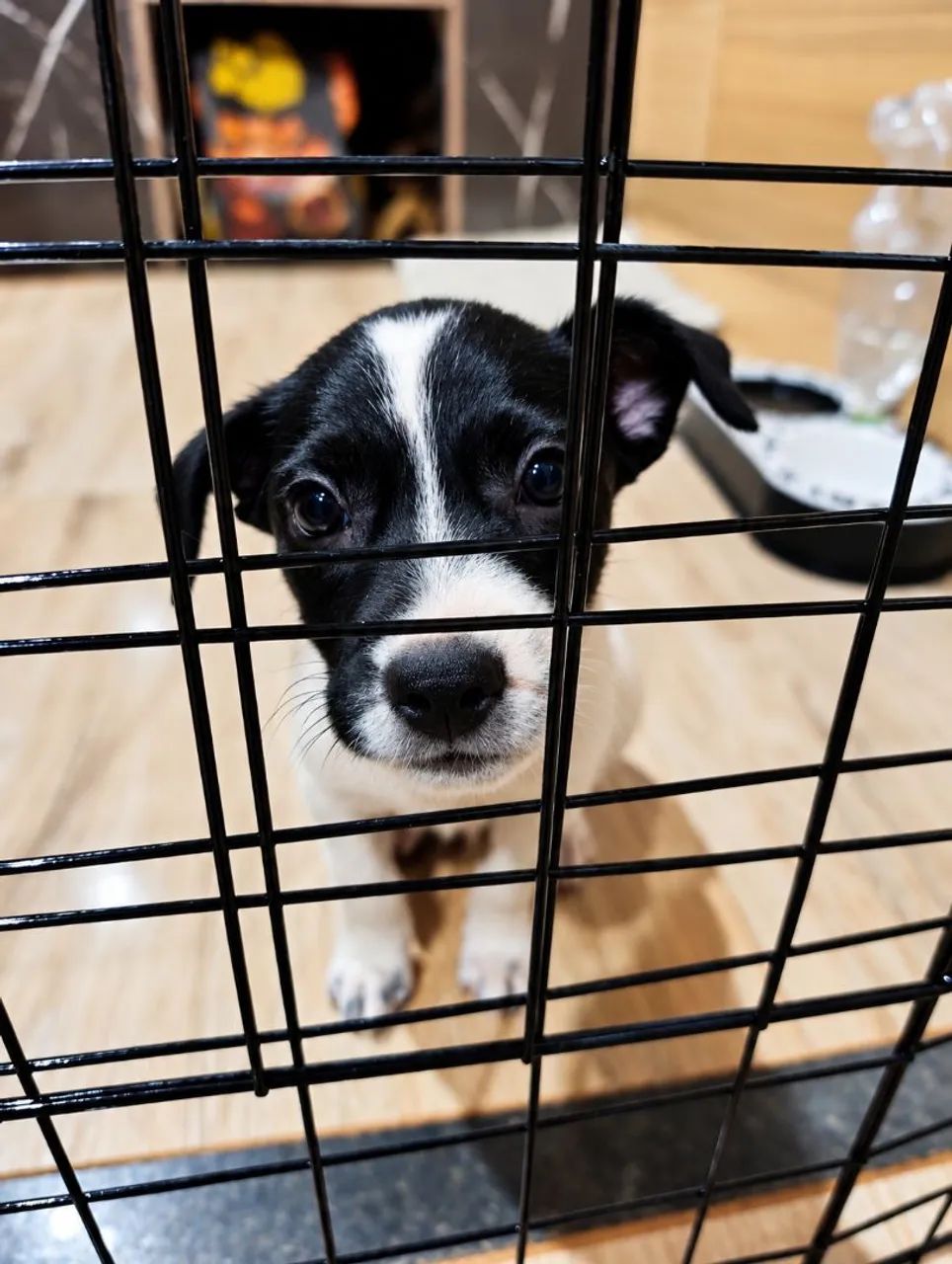 Doação cachorro/cãozinho 