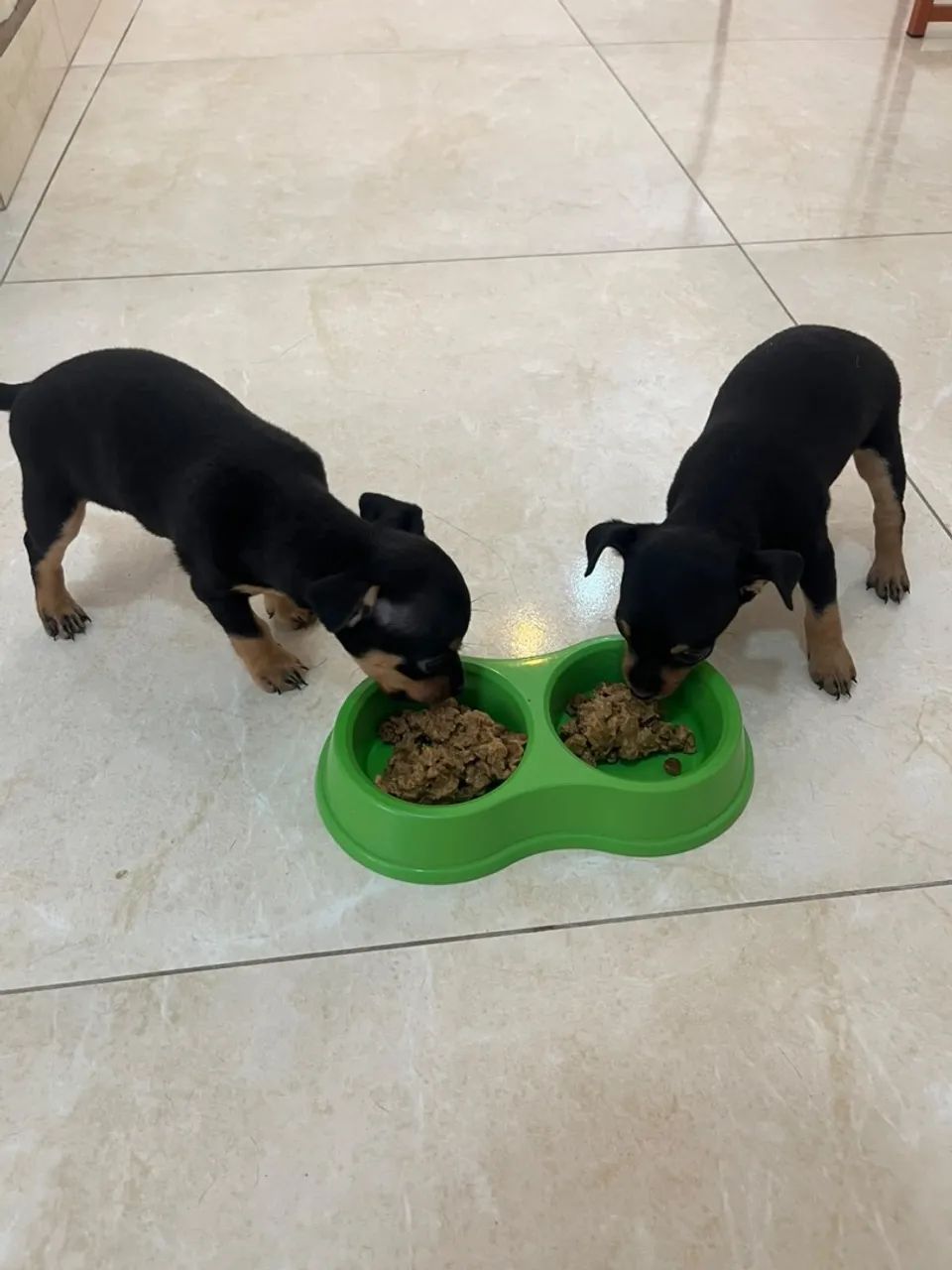 Cachorro  - Foto 4