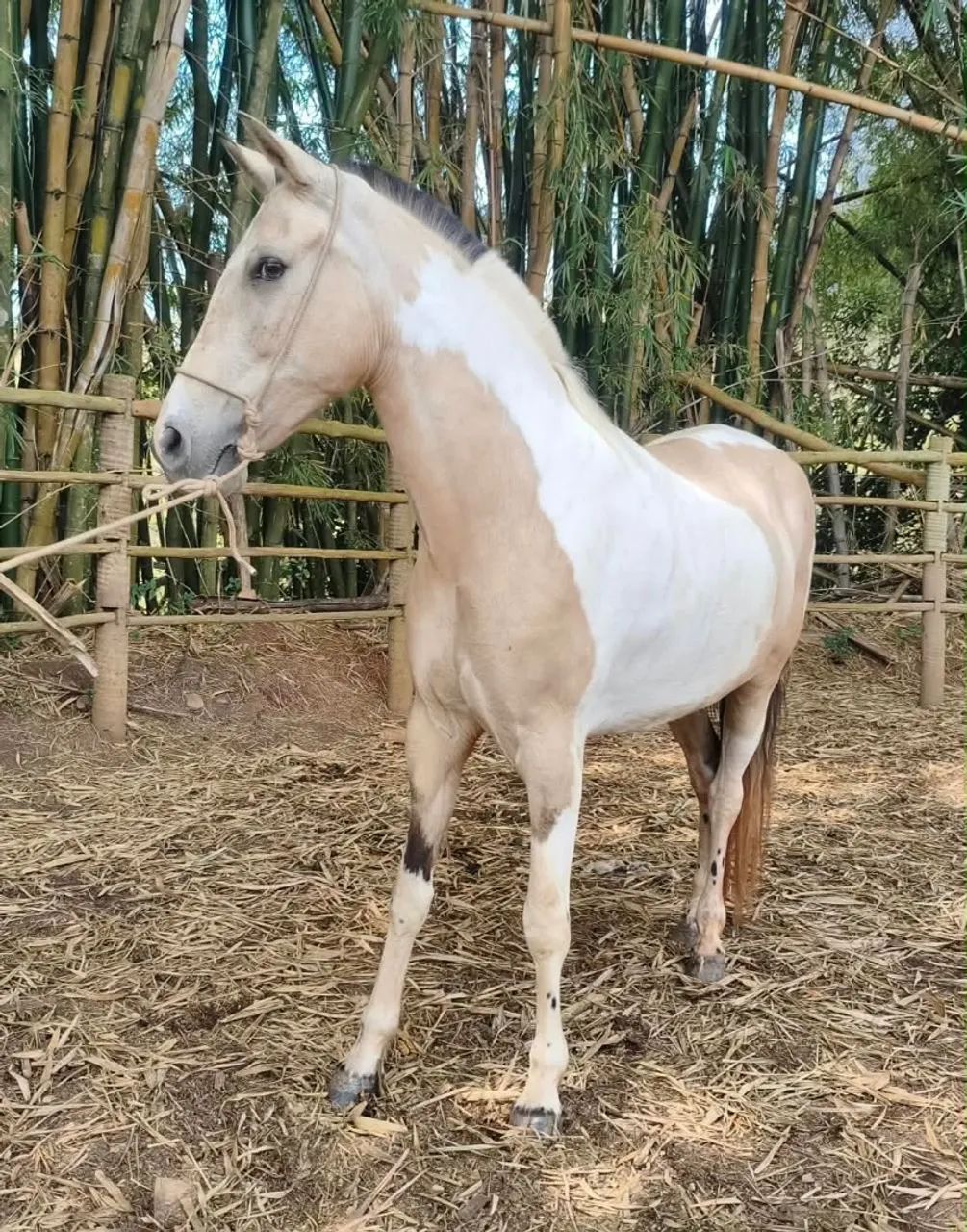 Égua mangalarga - Foto 2