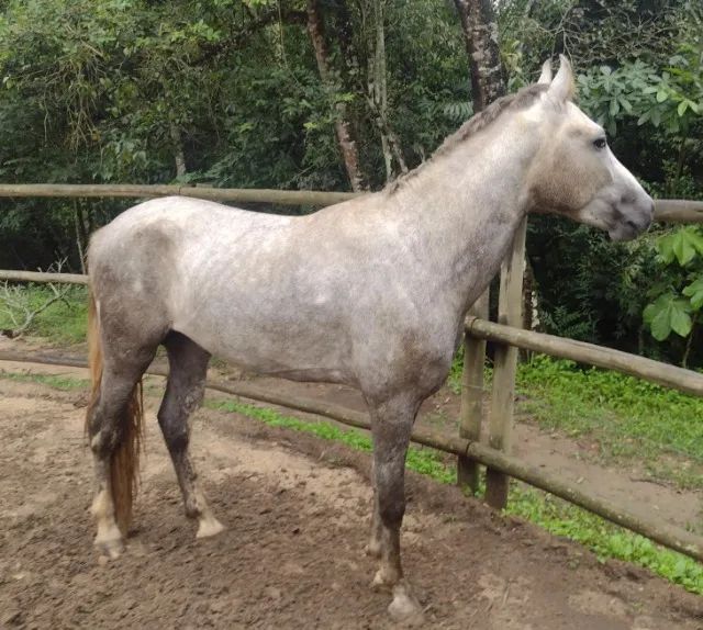 Potro mangalarga, registro provisório , e anos , inicio de doma,  - Foto 2