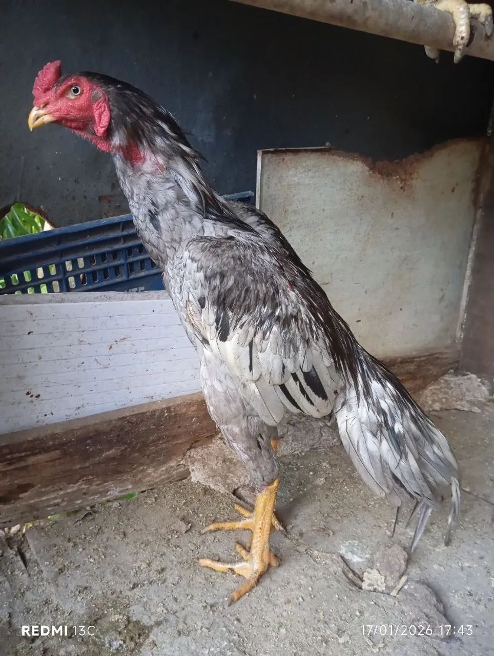 Frango índio cinza  pulva - Foto 5