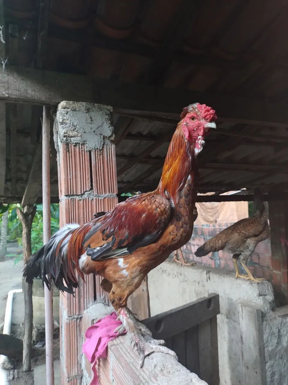 Galo grande  - Foto 3