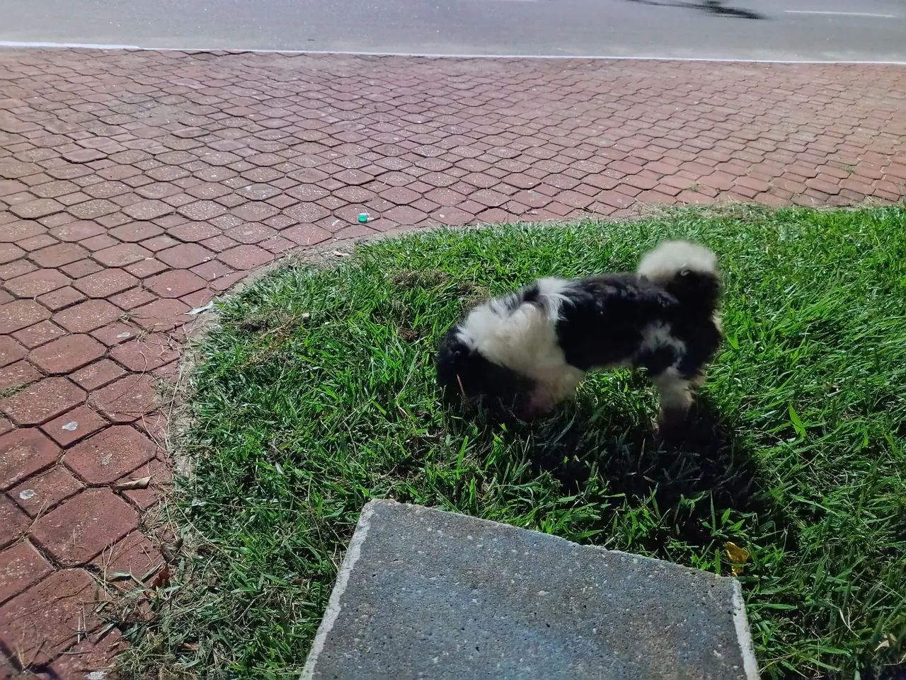 Vendo cachorro adulto raça Shitzu com 6 anos mais chamado de floquinho - Foto 3