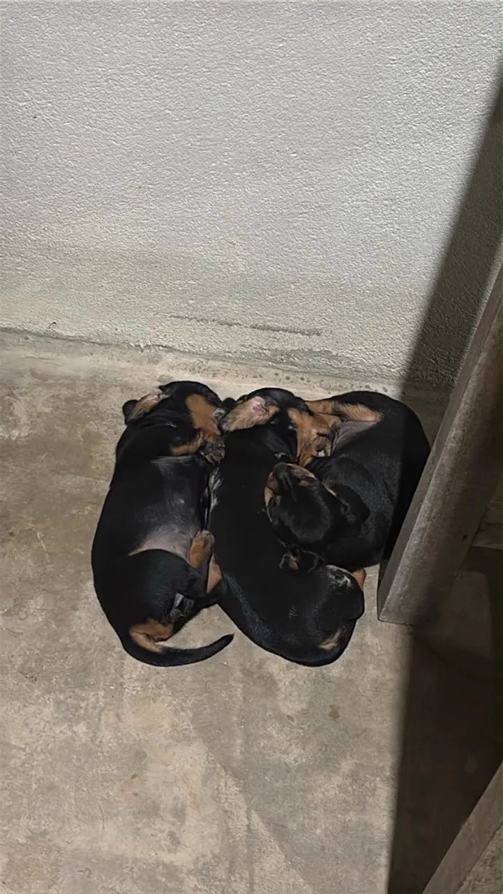 FILHOTES DE DASCHUND SALSICHA  - Foto 5