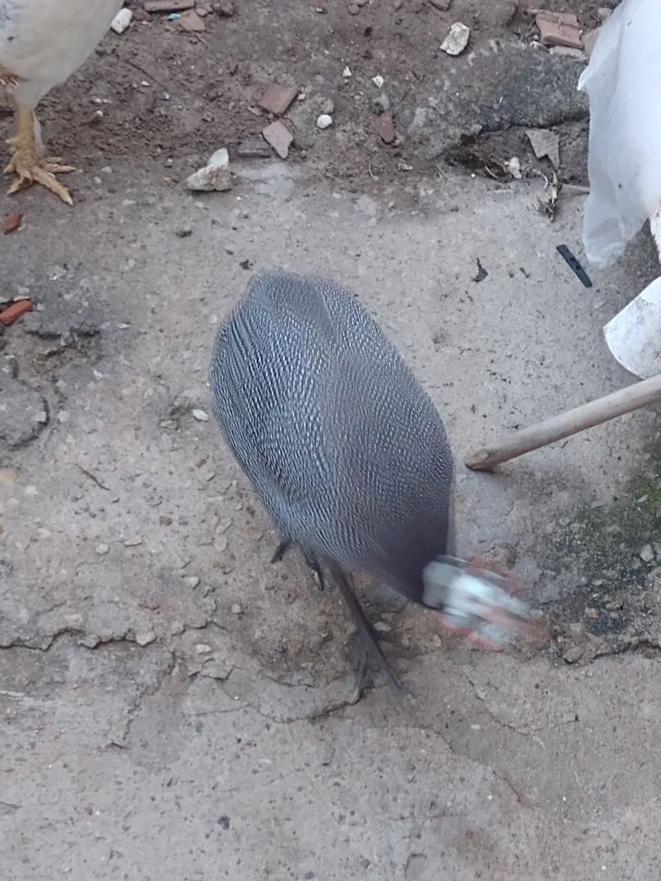 Capote/ galinha da Angola (Macho) - Foto 3