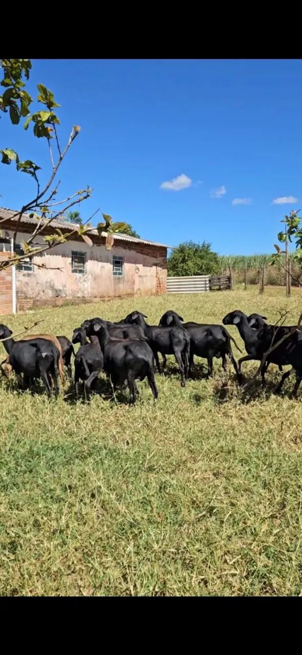 Ovelhas carneiras Santa Inês prenhas - Foto 2