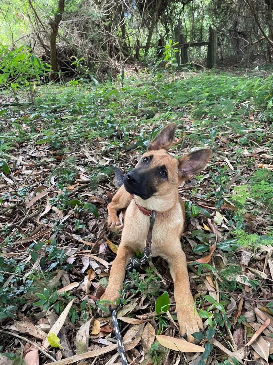 Pet - Foto 2