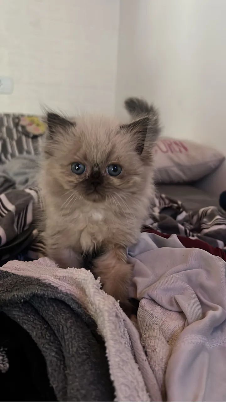 Fêmea persa  60 dias 