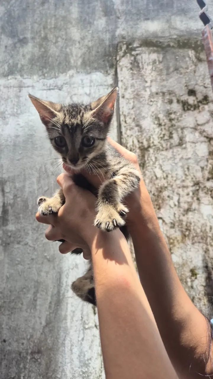 gatinho para adoção responsável - Foto 3