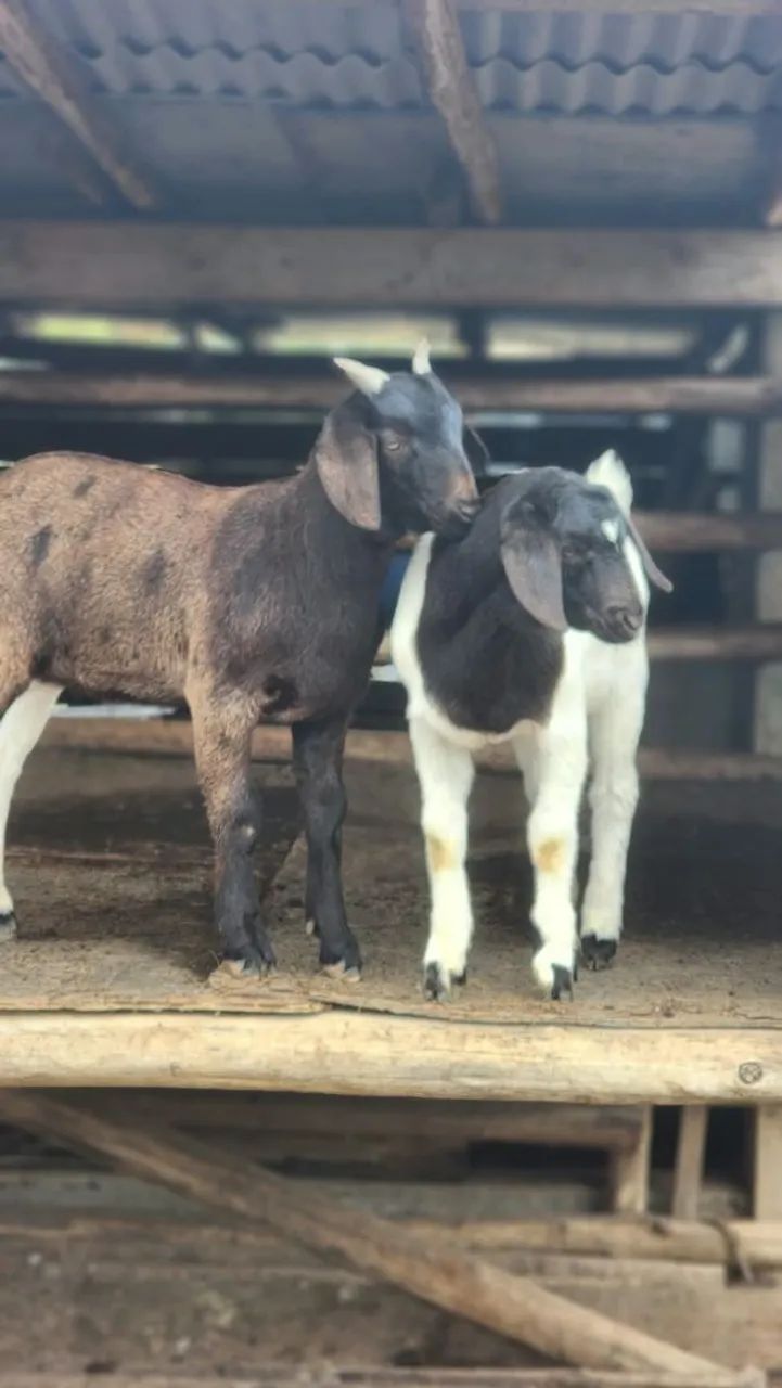 Cabrito macho - Foto 2