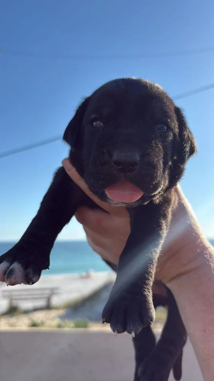 Cachorro Cane Corso  em promoção  - Foto 2