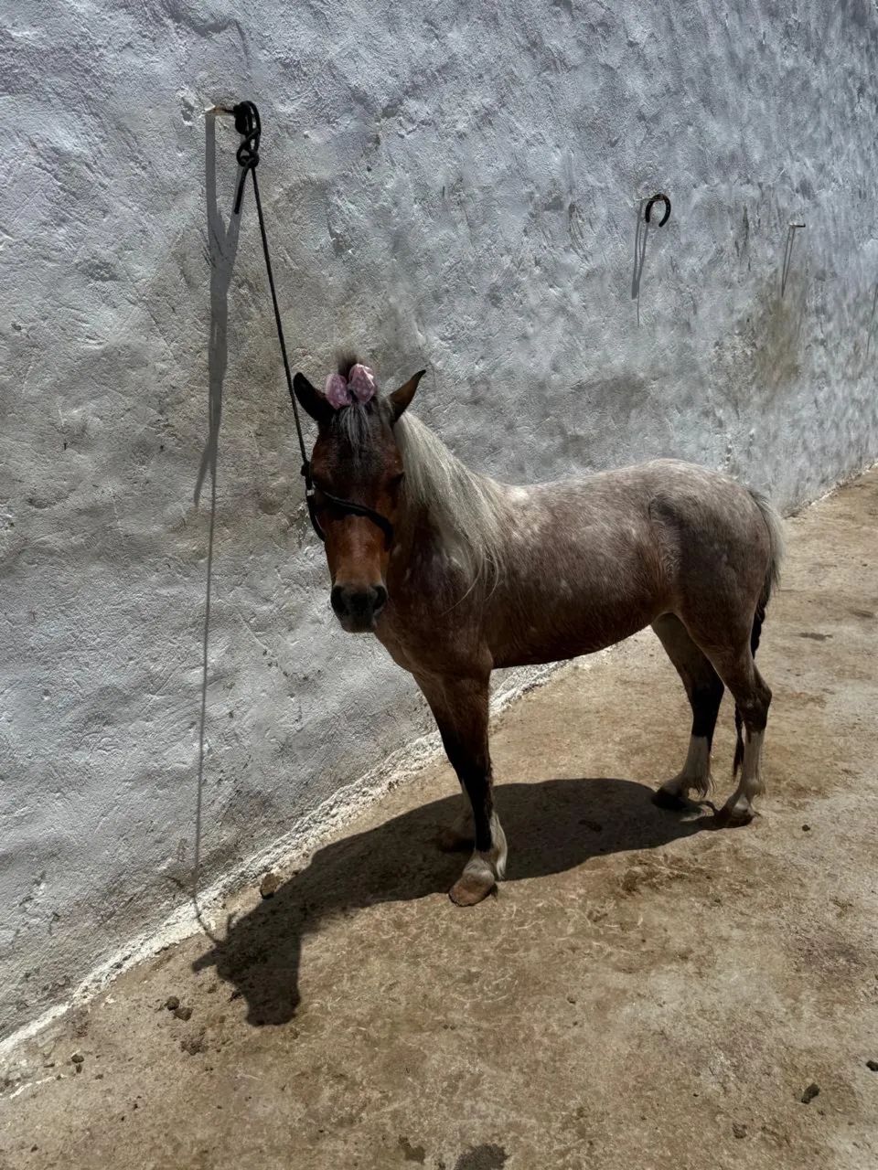 Vendo pônei fêmea 6 anos, rosilha, ótima para criança, mansa de tudo. 