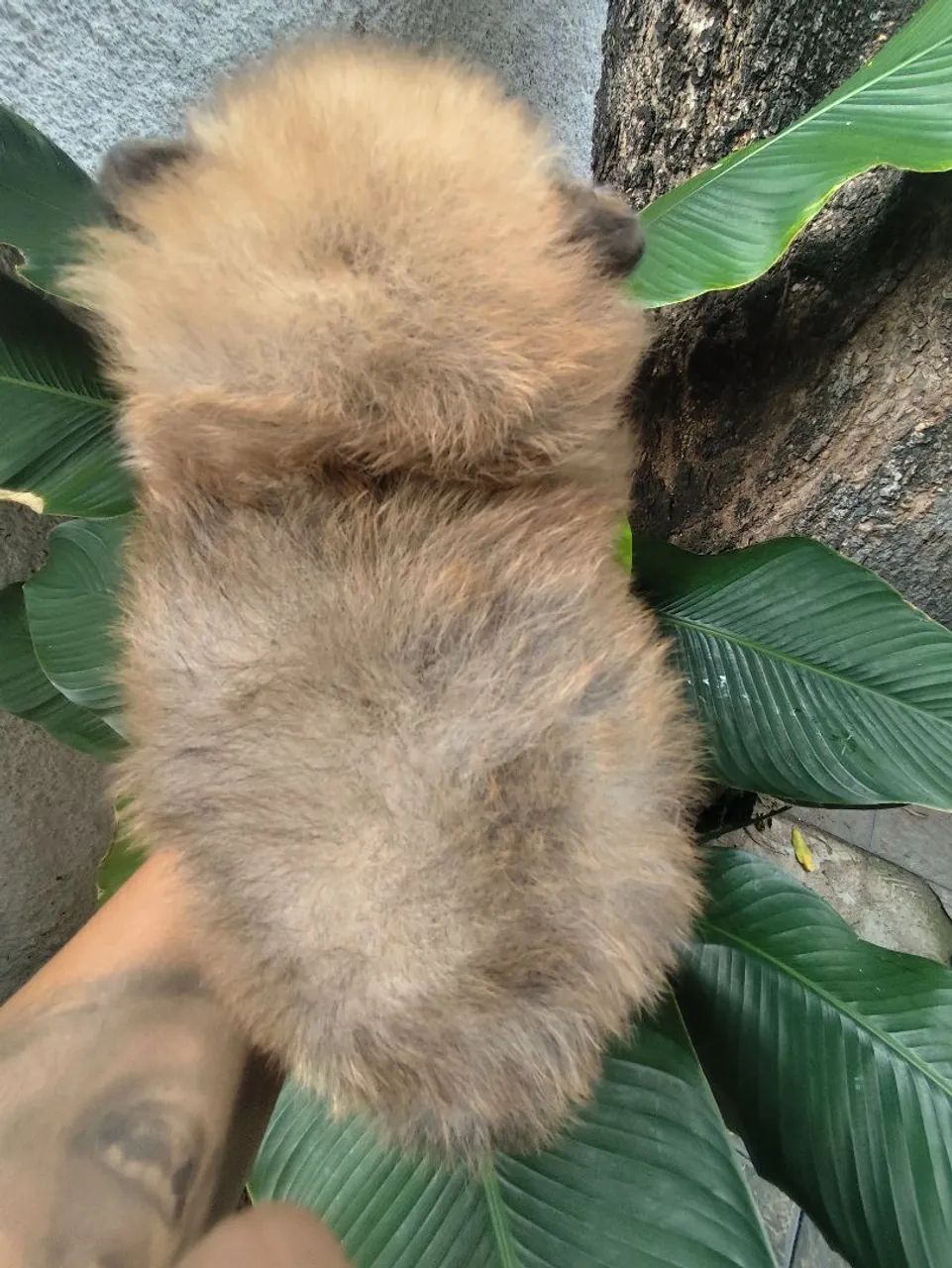 Spitz alemão anão macho, um ursinho de pelúcia na cor laranja ! Pronta entrega  - Foto 4