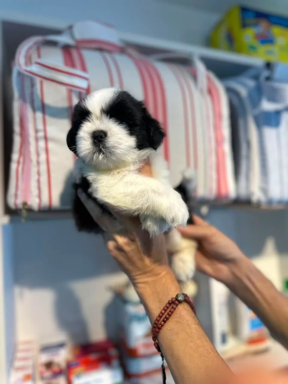 Perfeitinha e linda shitzu - Foto 3