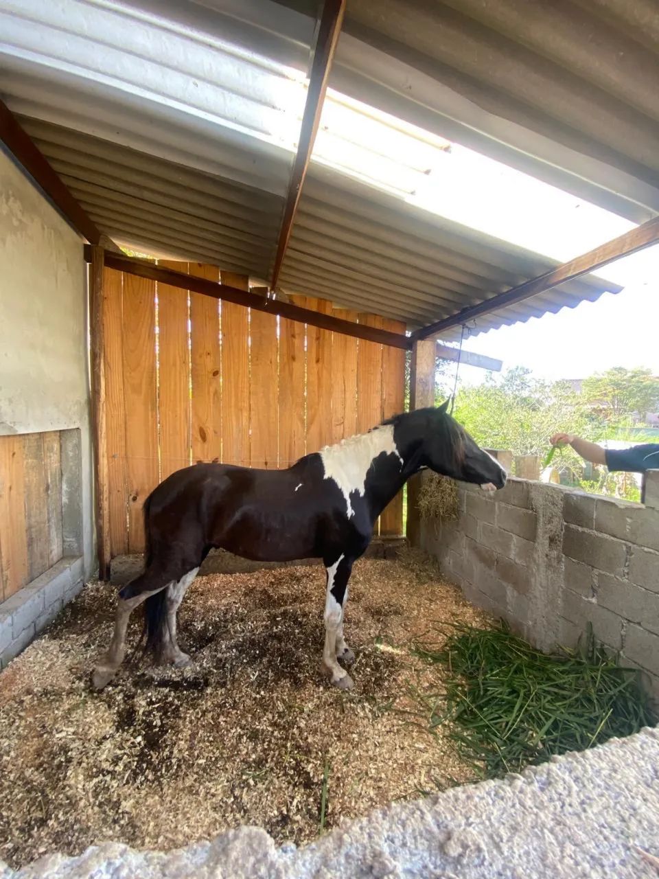 Cavalo - Foto 4